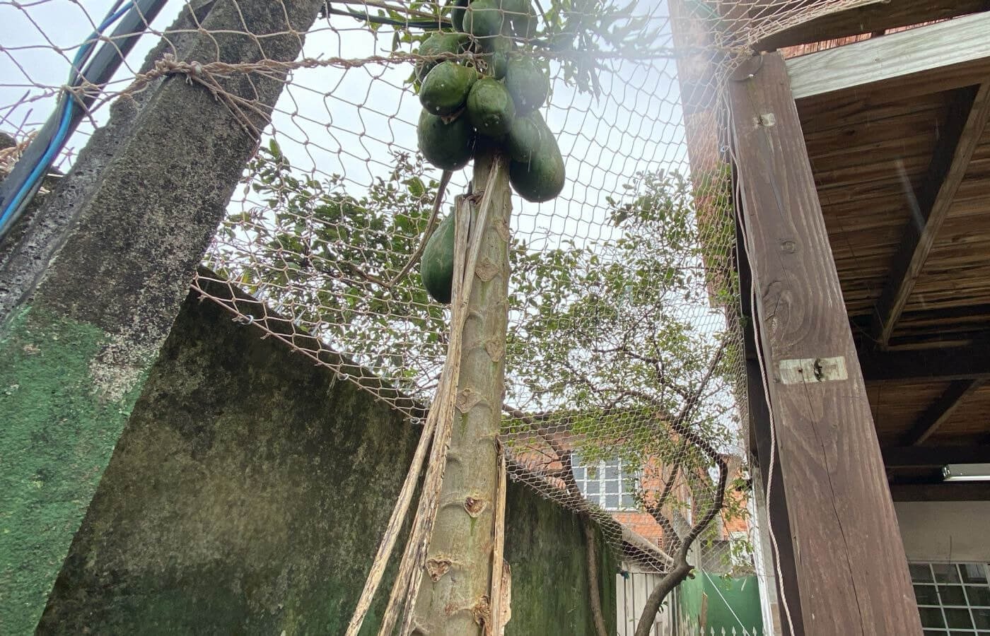Área externa com vegetação e mamoeiro, totalmente cercada por rede de proteção fixada em estrutura de madeira.